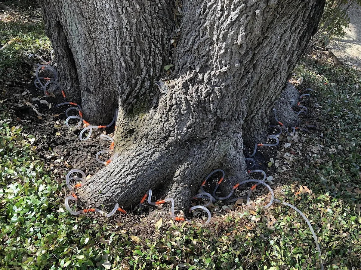 Detailed Tree Cabling and Bracing job site in Sadieville