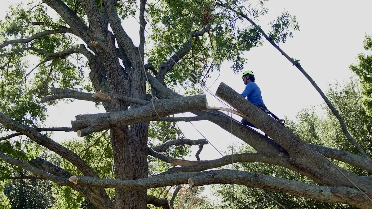 Professional Crown Thinning performed by certified arborists in Sadieville