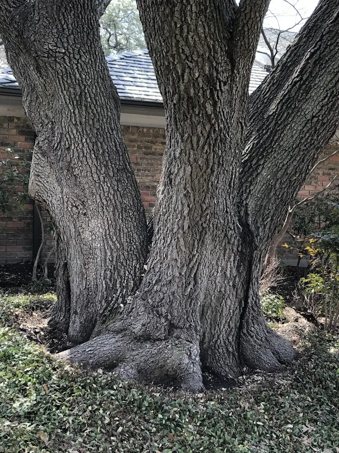 Mature heritage tree close to a Sadieville property cared for by certified arborists